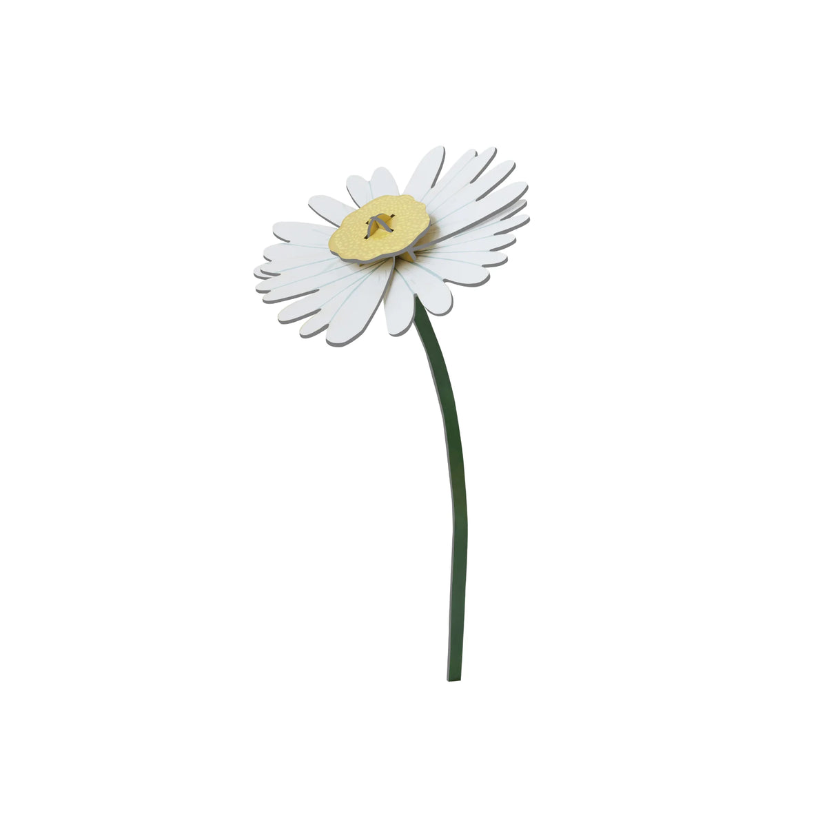 Everlasting Flower - Daisy