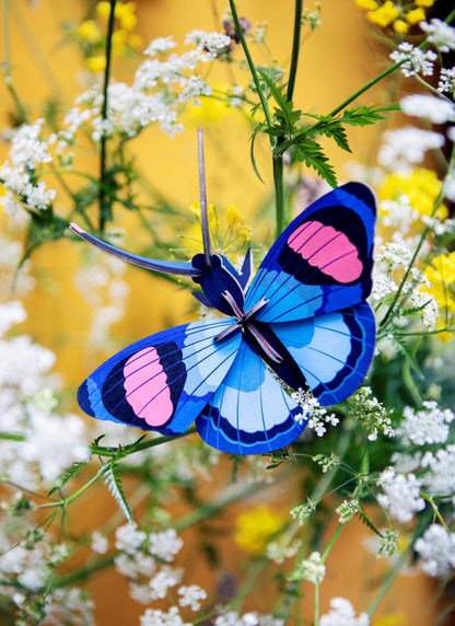 Peacock Butterfly