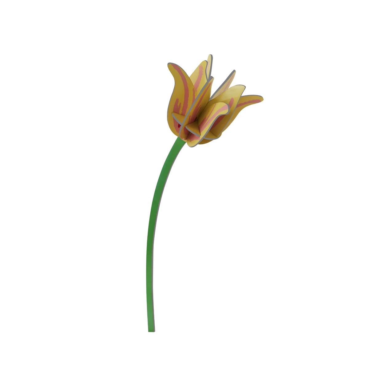 Everlasting Flower - Yellow Tulip